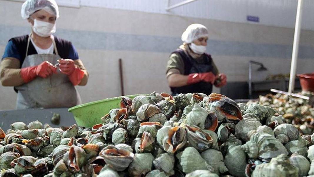 Karadeniz'de yetiştiriliyor, Avrupa ve Uzak Doğu'ya tonlarca satılıyor! Bölge halkının en büyük gelir kapısı 22